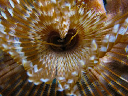 Feather duster worm, up close and personal. by Juan Torres 